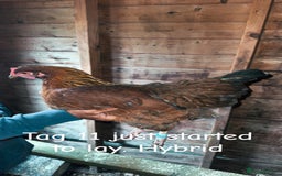 Chickens poultry for sale: Hybrid/ cross breed hens for sale - Image 13