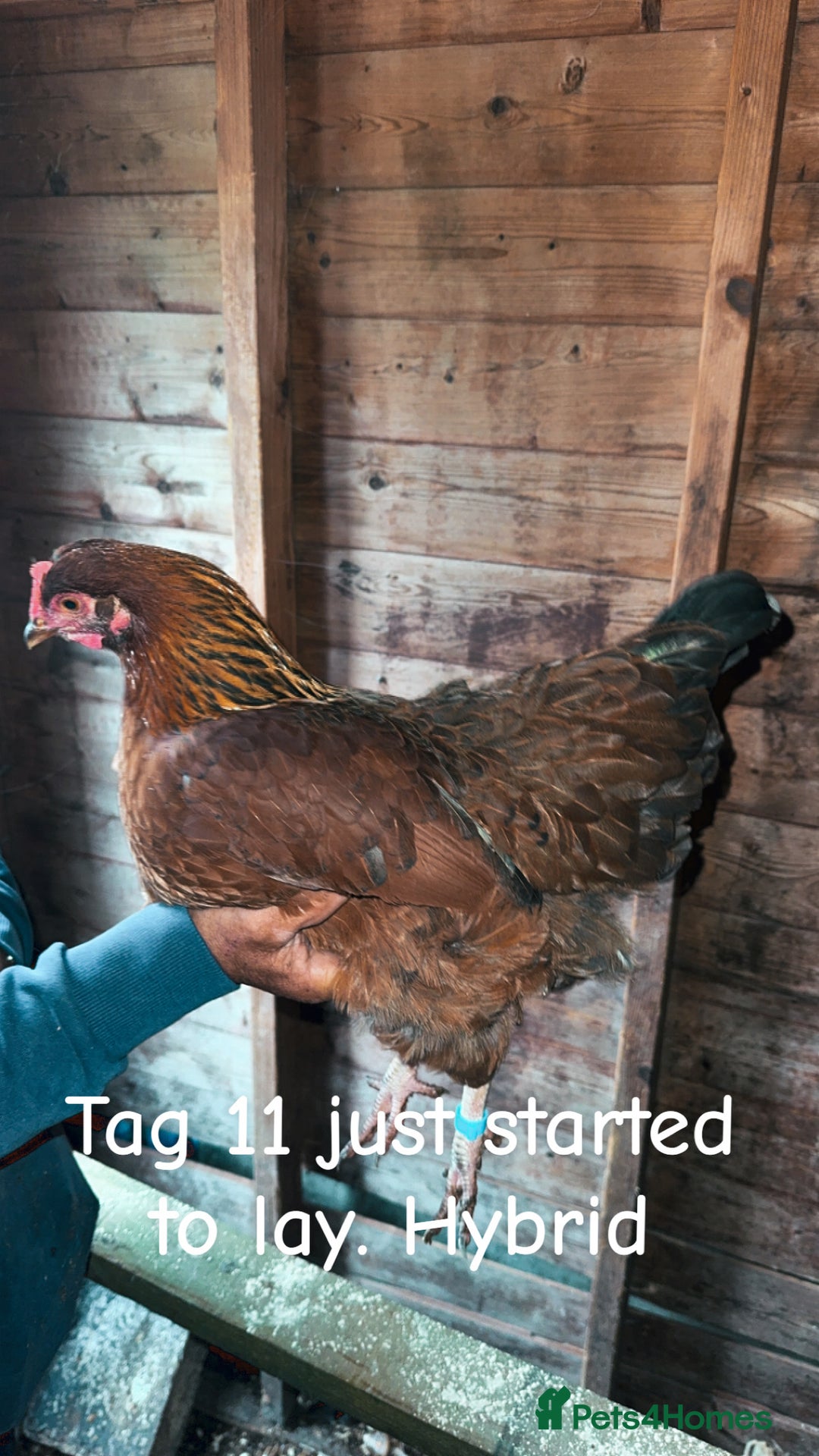 Chickens poultry for sale: Hybrid/ cross breed hens for sale - Image 13