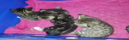 British Shorthair cats for sale: Tabby british shorthair kittens - Advert 25
