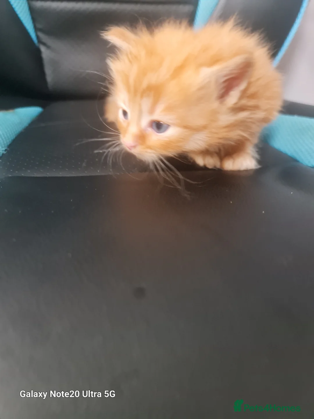 Domestic Shorthair cats for sale: 4 beautiful male kittens - Advert 2