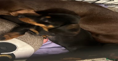 Dachshund dogs - Advert 13