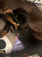 Dachshund dogs - Advert 11