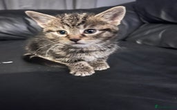 Domestic Shorthair cats for sale: Kittens - Image 5