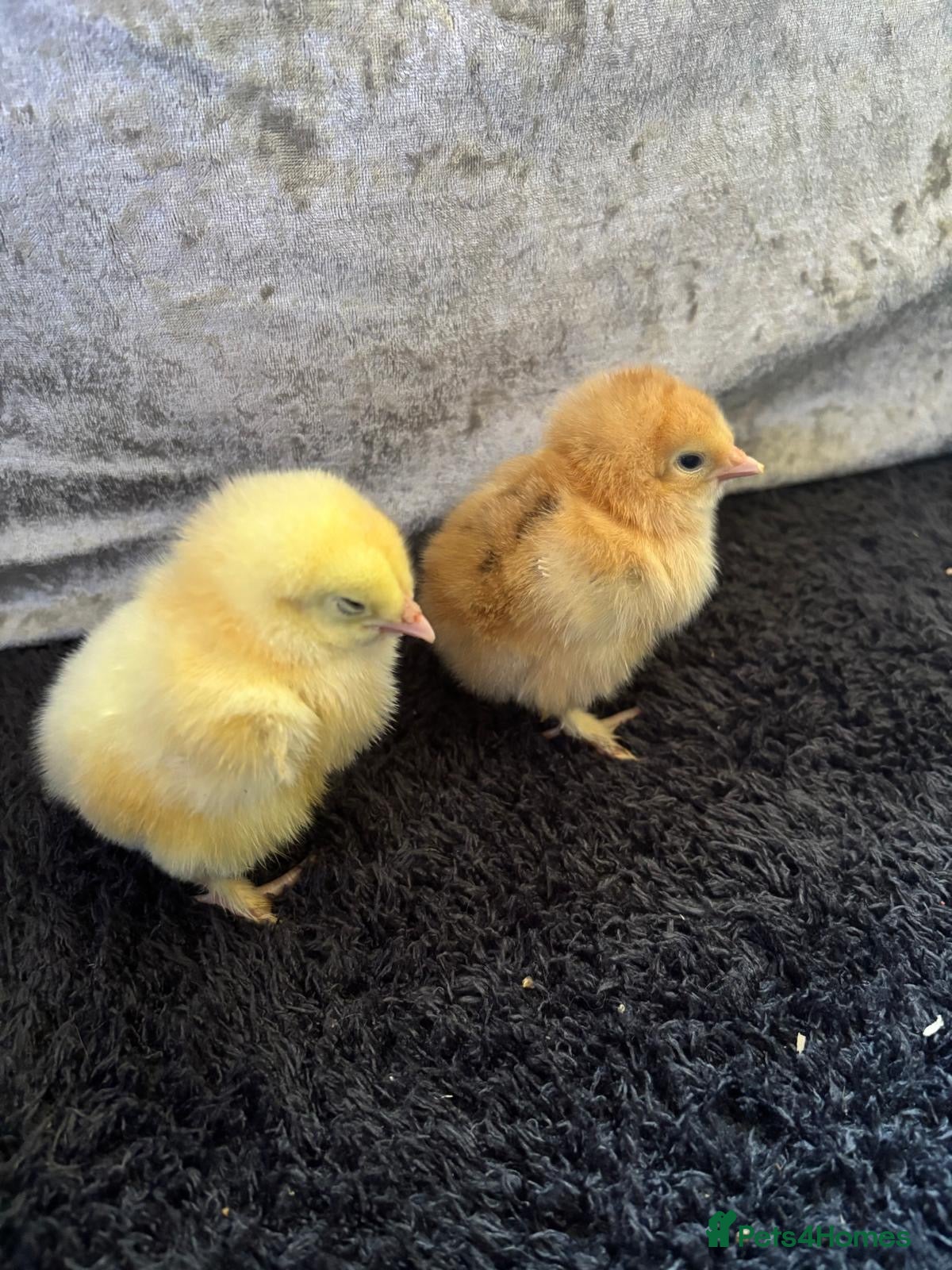 Chickens poultry Variety of Chicks For Sale - Advert 1