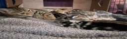 Bengal cats for sale: Stunning racing striped Bengal kittens! in Cheddar - Advert 1