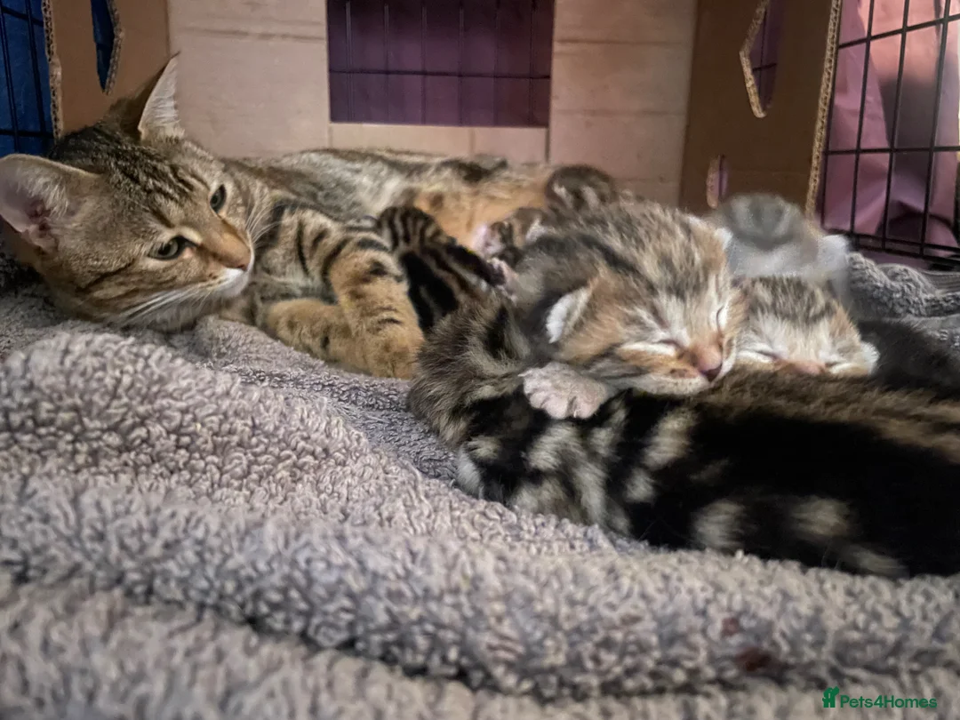 Bengal cats for sale: Stunning racing striped Bengal kittens! in Cheddar - Advert 1