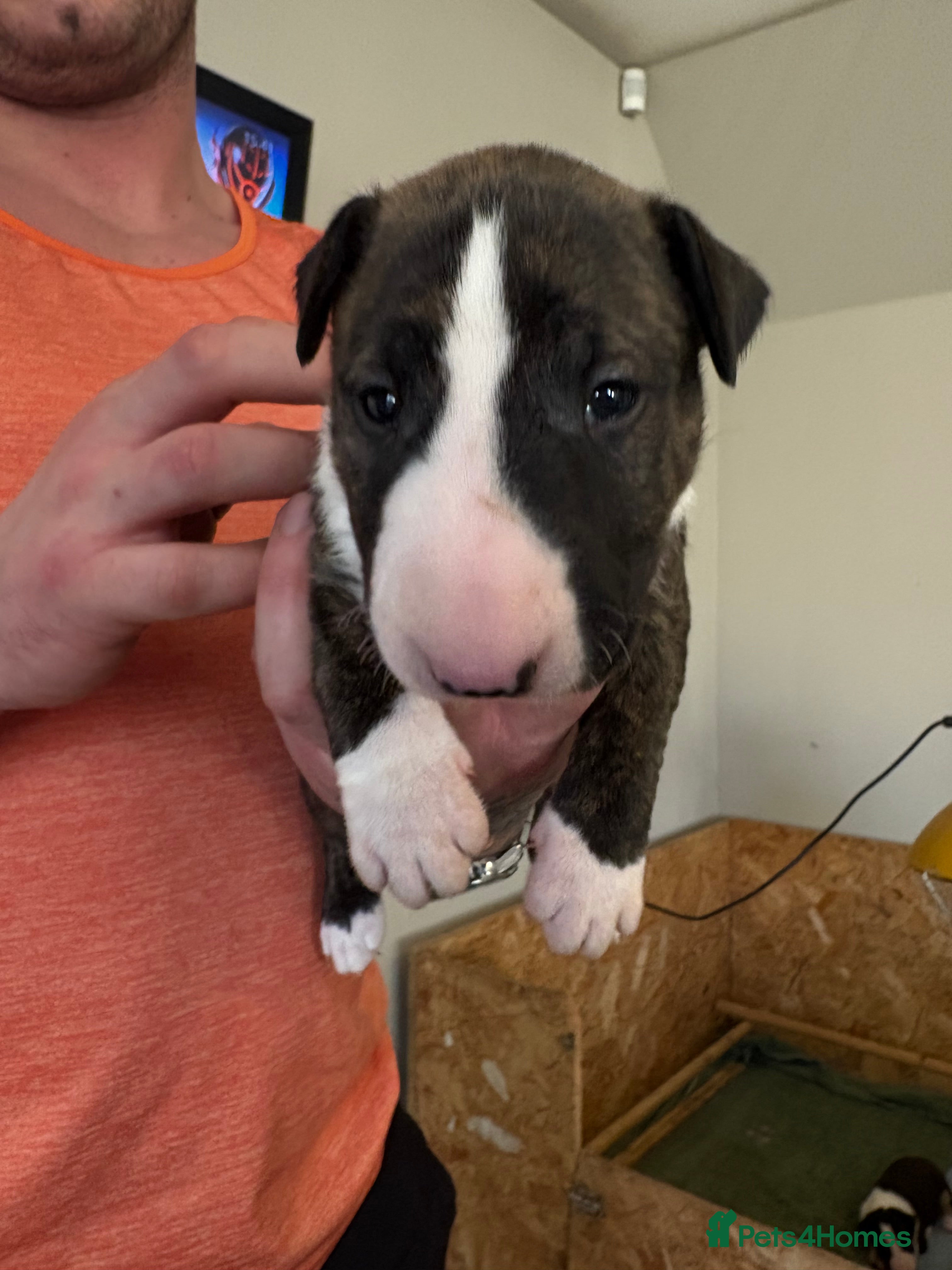 English Bull Terrier dogs KC registered English Bull Terrier Puppies - Advert 5