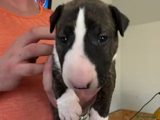 English Bull Terrier dogs KC registered English Bull Terrier Puppies - Advert 5