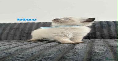 Ragdoll cats - Advert 8