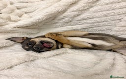Chihuahua dogs for sale: Smiley Blue boy for pet home  - Image 1