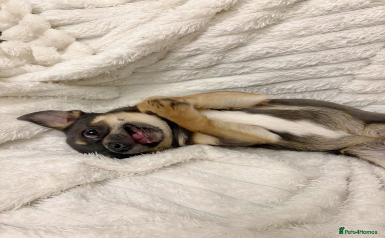 Chihuahua dogs - Advert 1