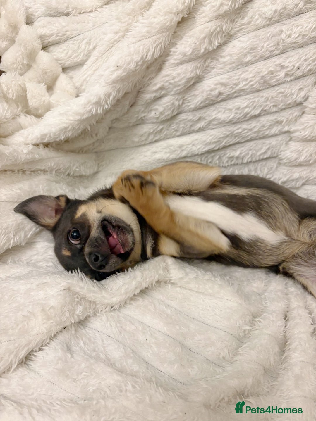 Chihuahua dogs for sale: Smiley Blue boy for pet home  - Image 1