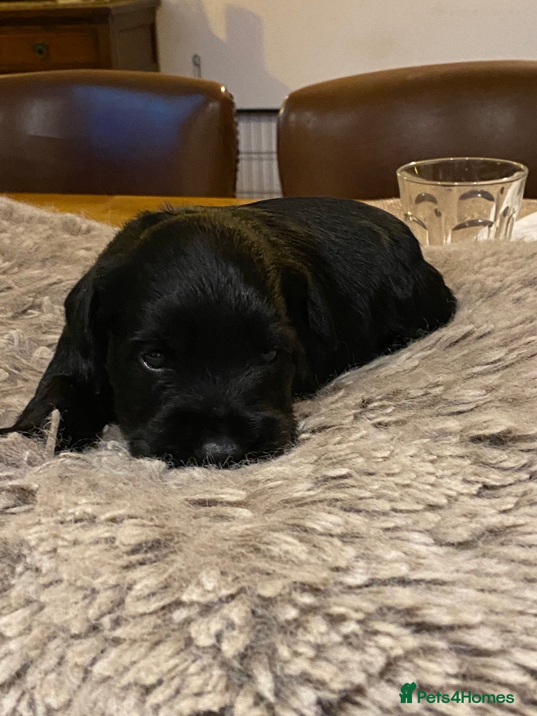 Miniature Schnauzer dogs for sale: 5*KC MINIATURE SCHNAUZER PUPPIES  - Advert 5