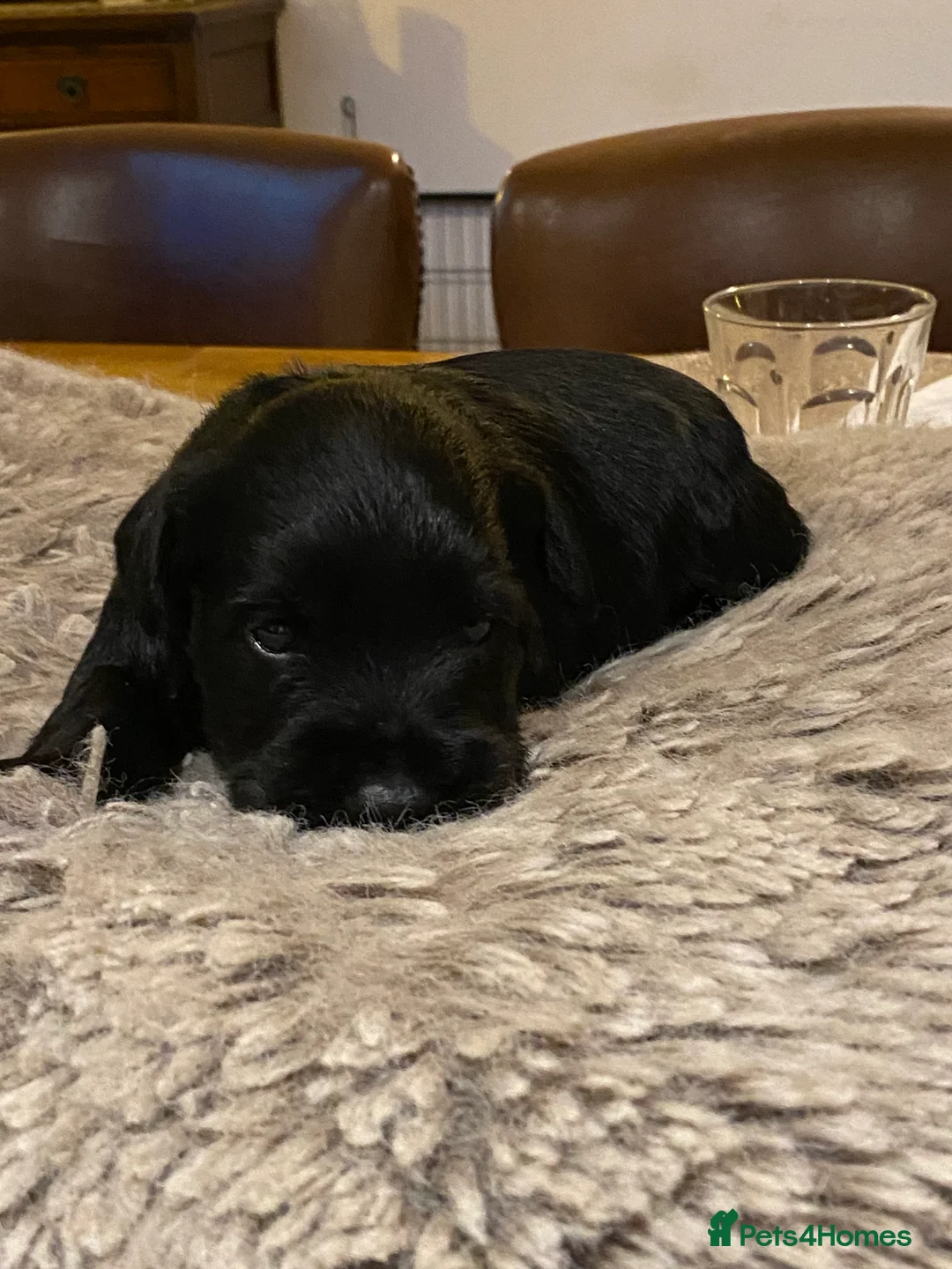 Miniature Schnauzer dogs for sale: 5*KC MINIATURE SCHNAUZER PUPPIES  - Advert 7