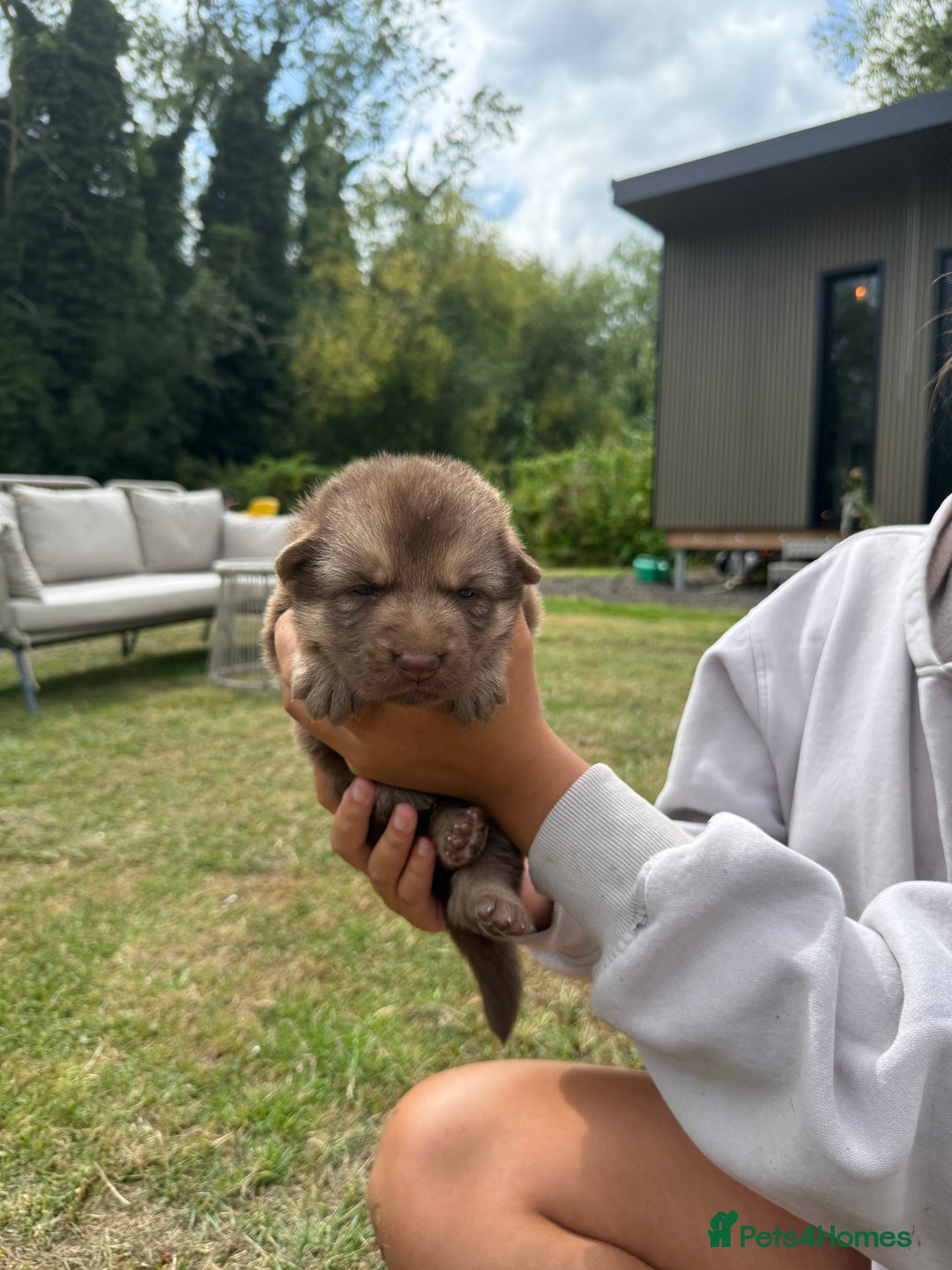 German Shepherd dogs for sale: ❤️KC health tested unique gsd babies 🩷 - Image 9