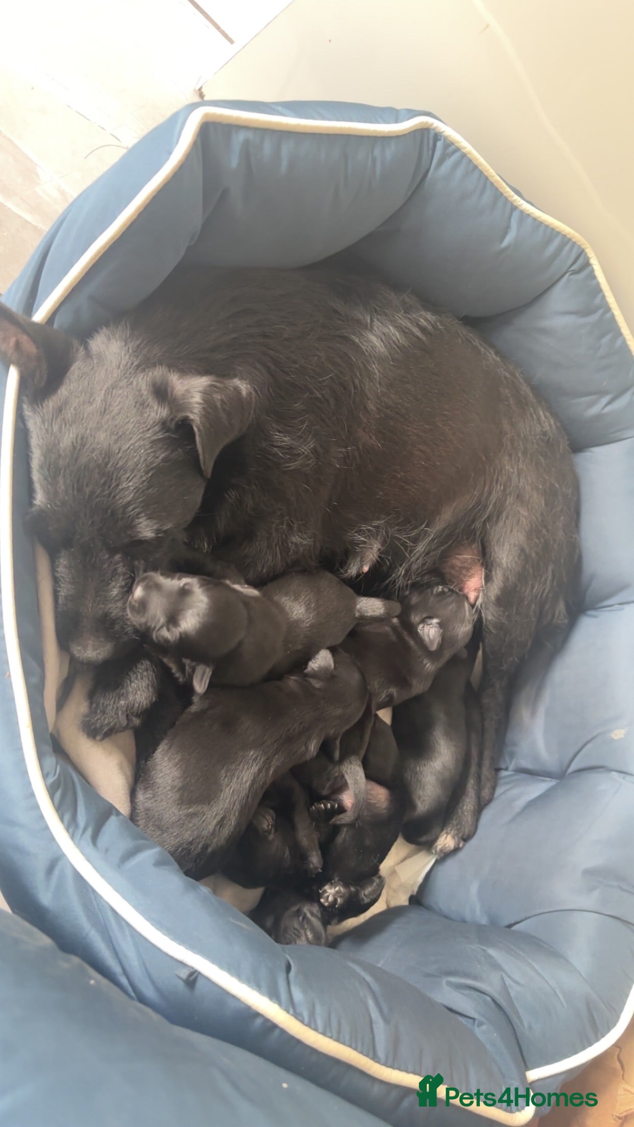 Patterdale Terrier dogs Small Patter-dale puppies ready now  - Advert 2