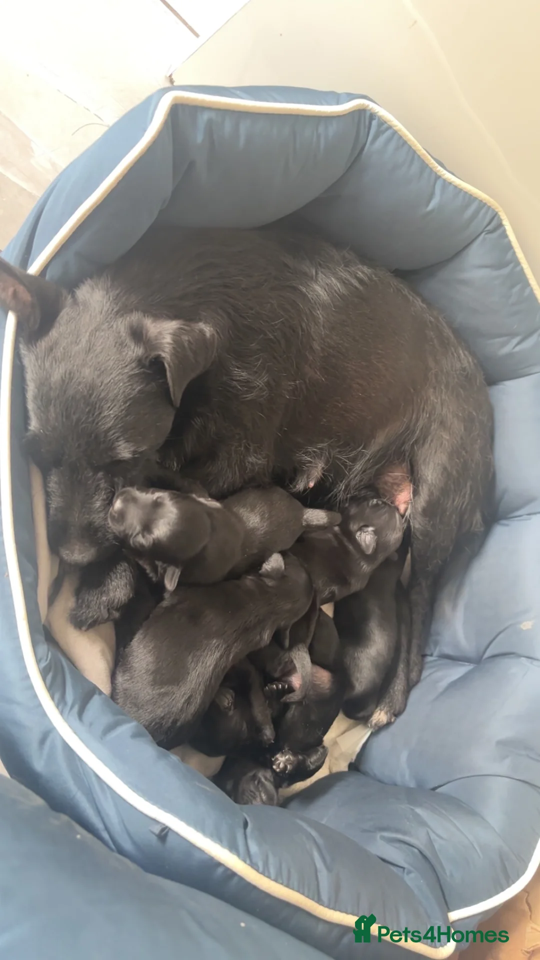 Patterdale Terrier dogs for sale: Small Patter-dale puppies ready now  - Advert 2