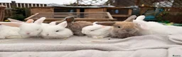 Mini Lop rabbits for sale: Mini lop babies and adults  - Advert 8