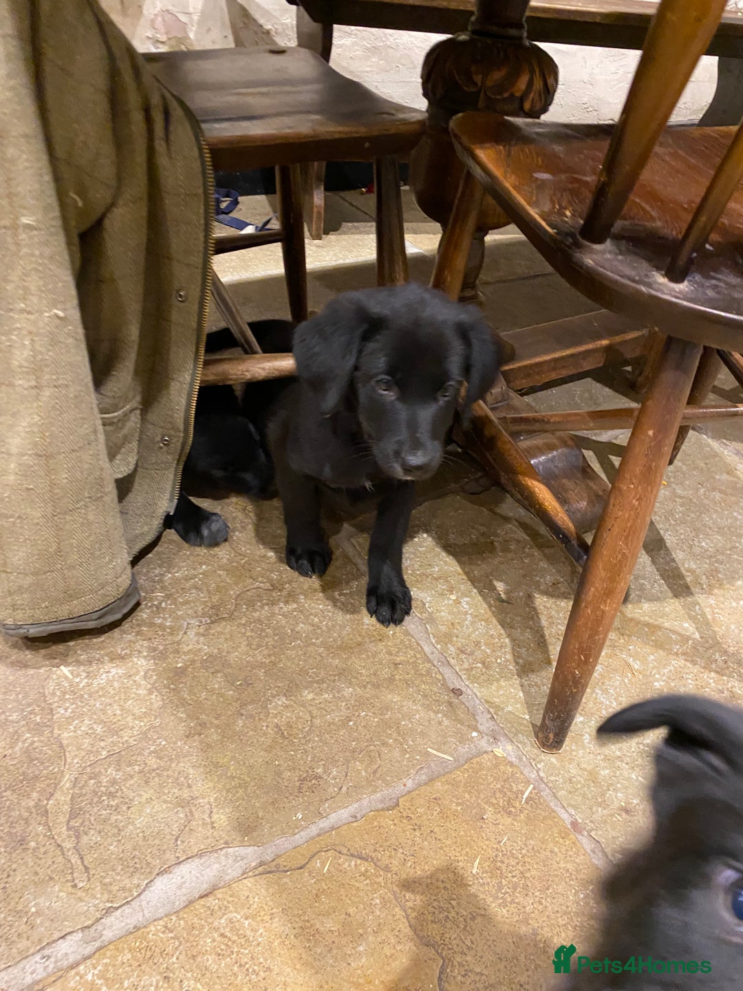 Borador dogs for sale: Perfect Collie x Lab Puppies! Perfect Family Pets - Image 4