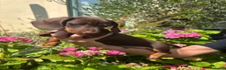 Miniature Dachshund dogs for sale: Puppy for Sale Outstanding KC Male Mini Dachshund  - Advert 22