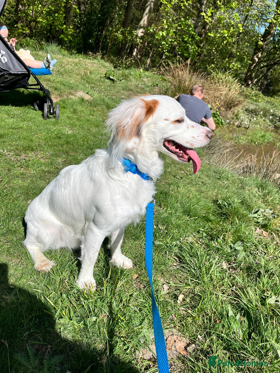 Cocker Spaniel dogs for sale: 1 year old cocker spaniel for sale - Image 1