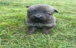 German Shepherd dogs for sale: German Shepherd Puppies  - Image 2