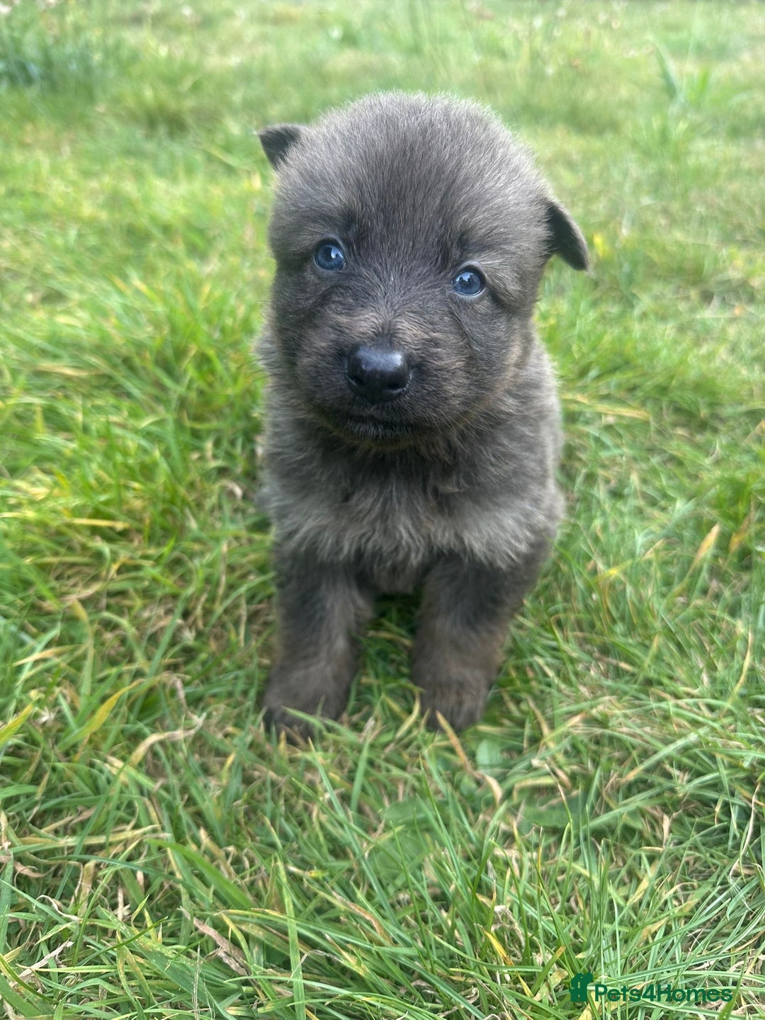 German Shepherd dogs for sale: German Shepherd Puppies  - Image 2