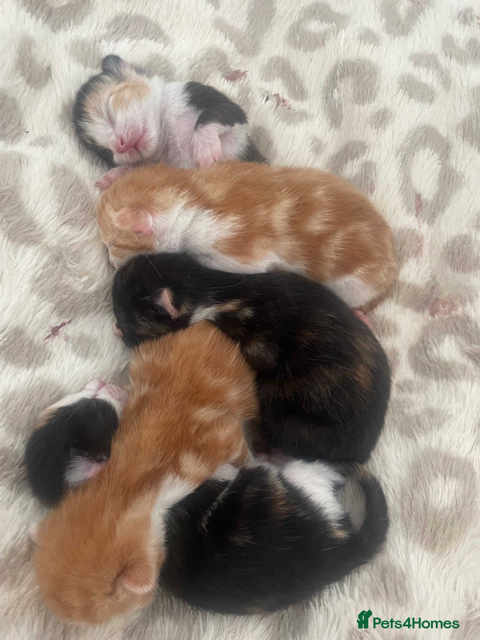 Mixed Breed cats Beautiful blue eyed tortie and ginger kittens  - Advert 1