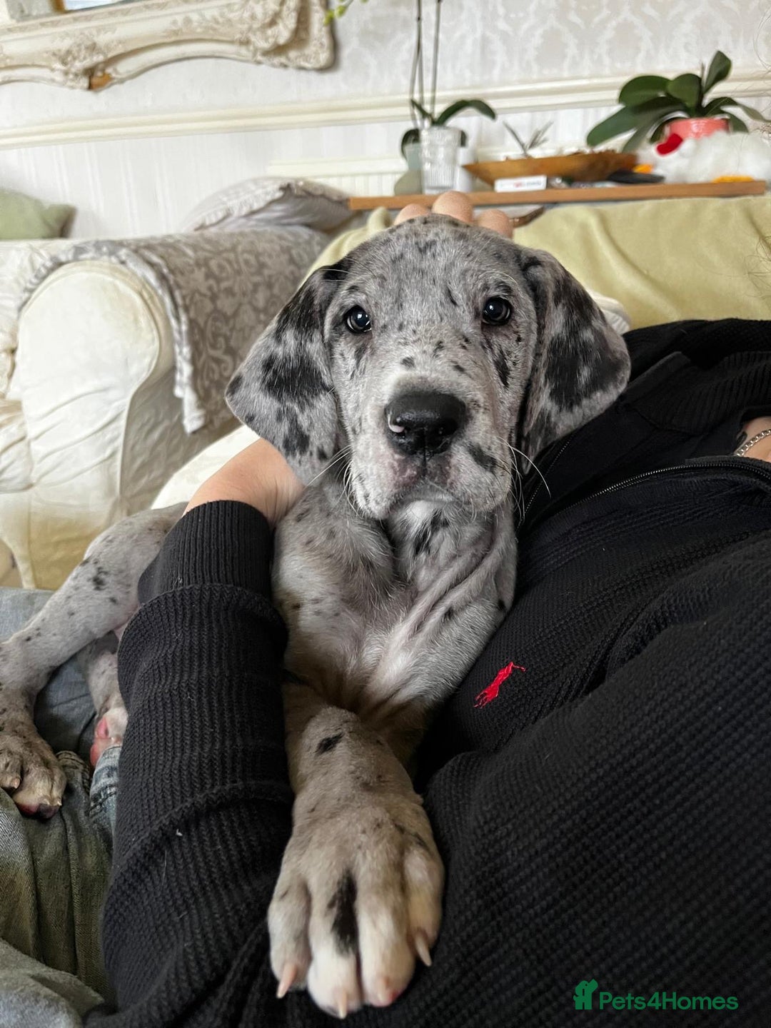 Great Dane dogs for sale: GREATEST DANE PUPS - KC Reg  - Advert 11