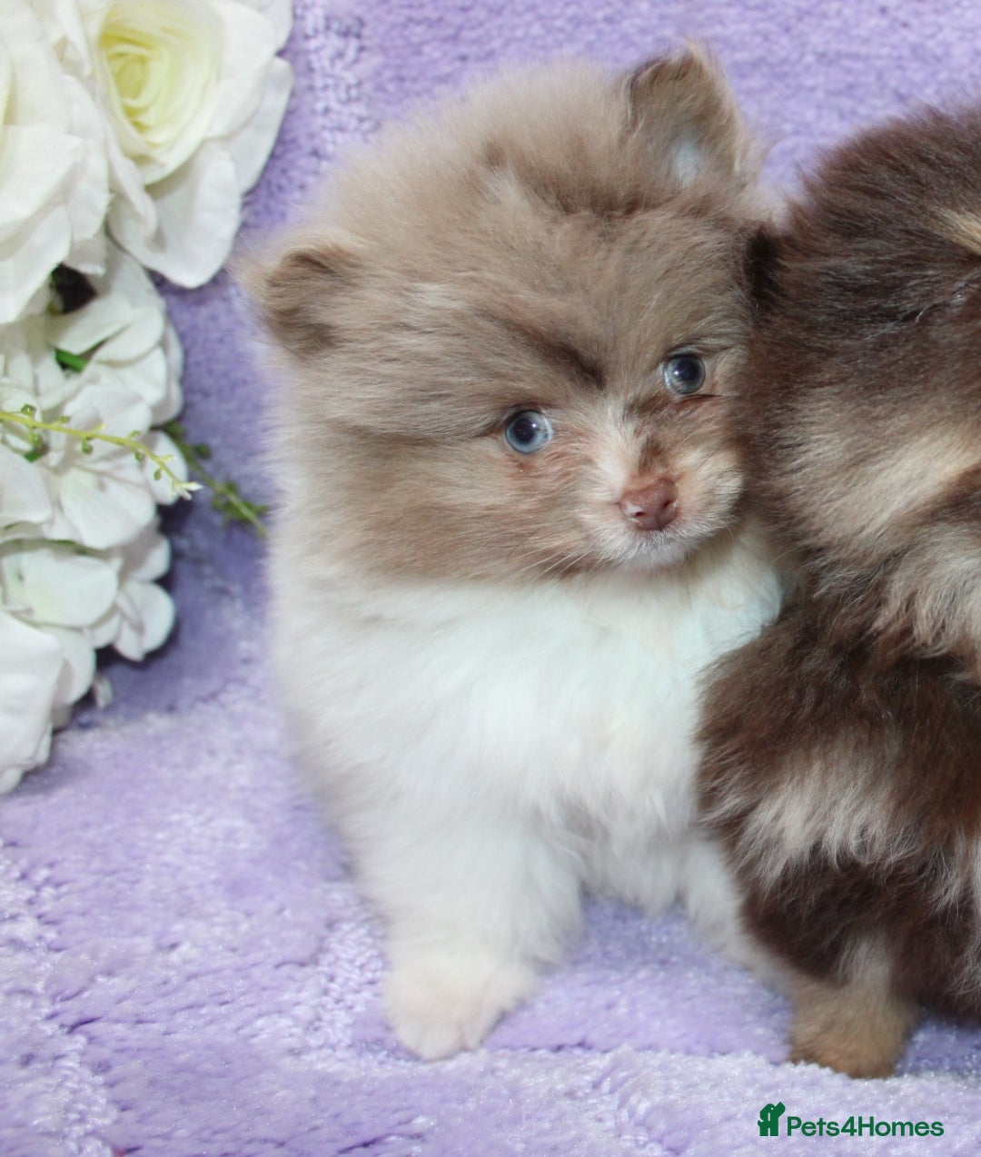 Pomeranian dogs for sale: PARTI MERLE QUALITY KC POMERANIANS - Image 13