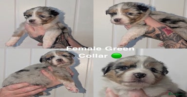 Australian Shepherd dogs - Advert 12