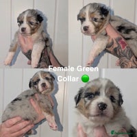 Australian Shepherd dogs - Advert 1