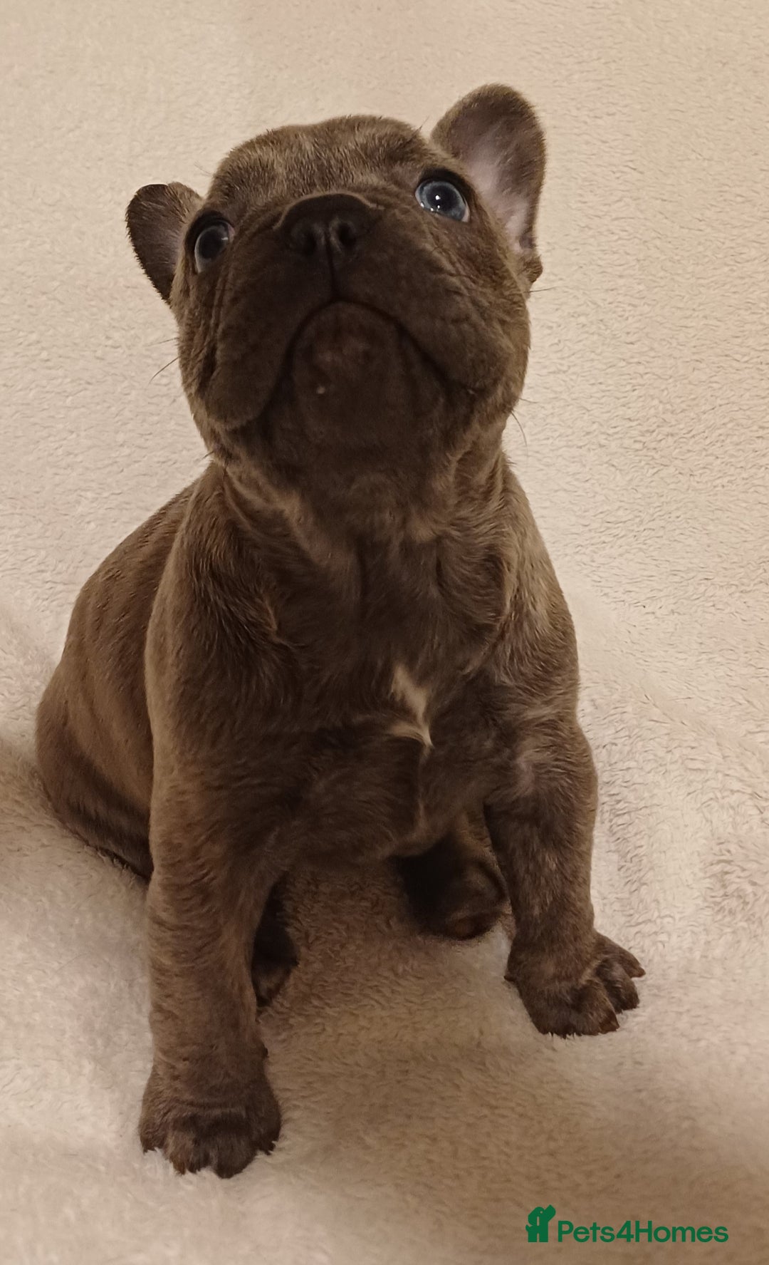 French Bulldog dogs for sale: Beautiful litter of amazing babies  - Advert 9