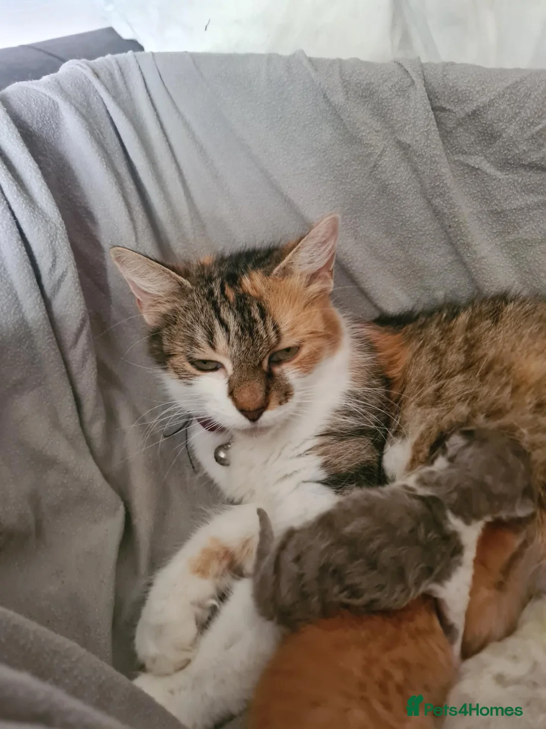 Mixed Breed cats for sale: Loving kittens looking for their new homes - Advert 7