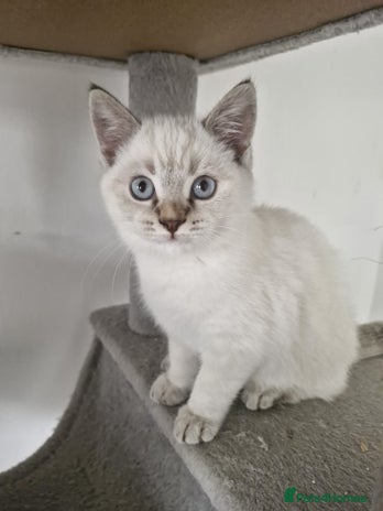 Selkirk Rex cats - Advert 2