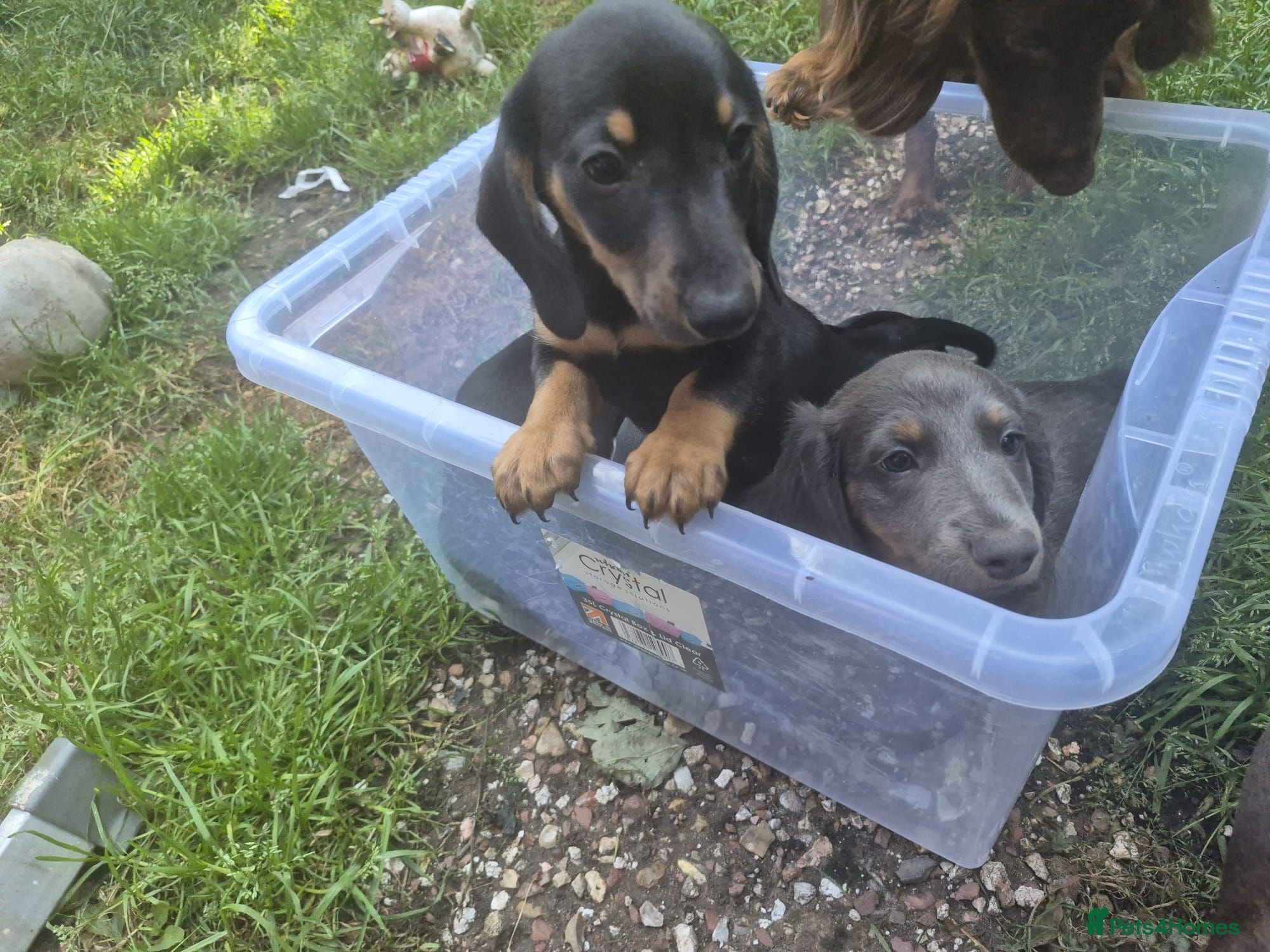 Dachshund dogs Only 4 beautiful dachshund puppies left - Advert 15