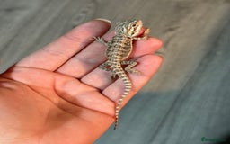Bearded Dragon reptiles for sale: Bearded Dragon babies - Advert 12