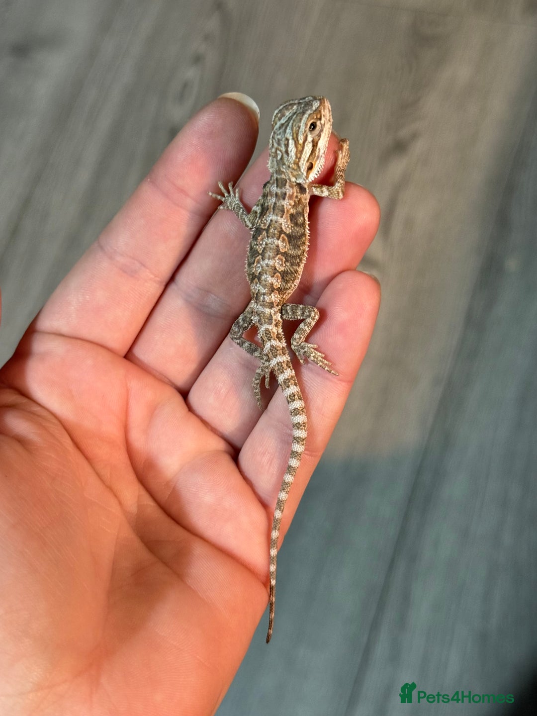 Bearded Dragon reptiles for sale: Bearded Dragon babies - Advert 12