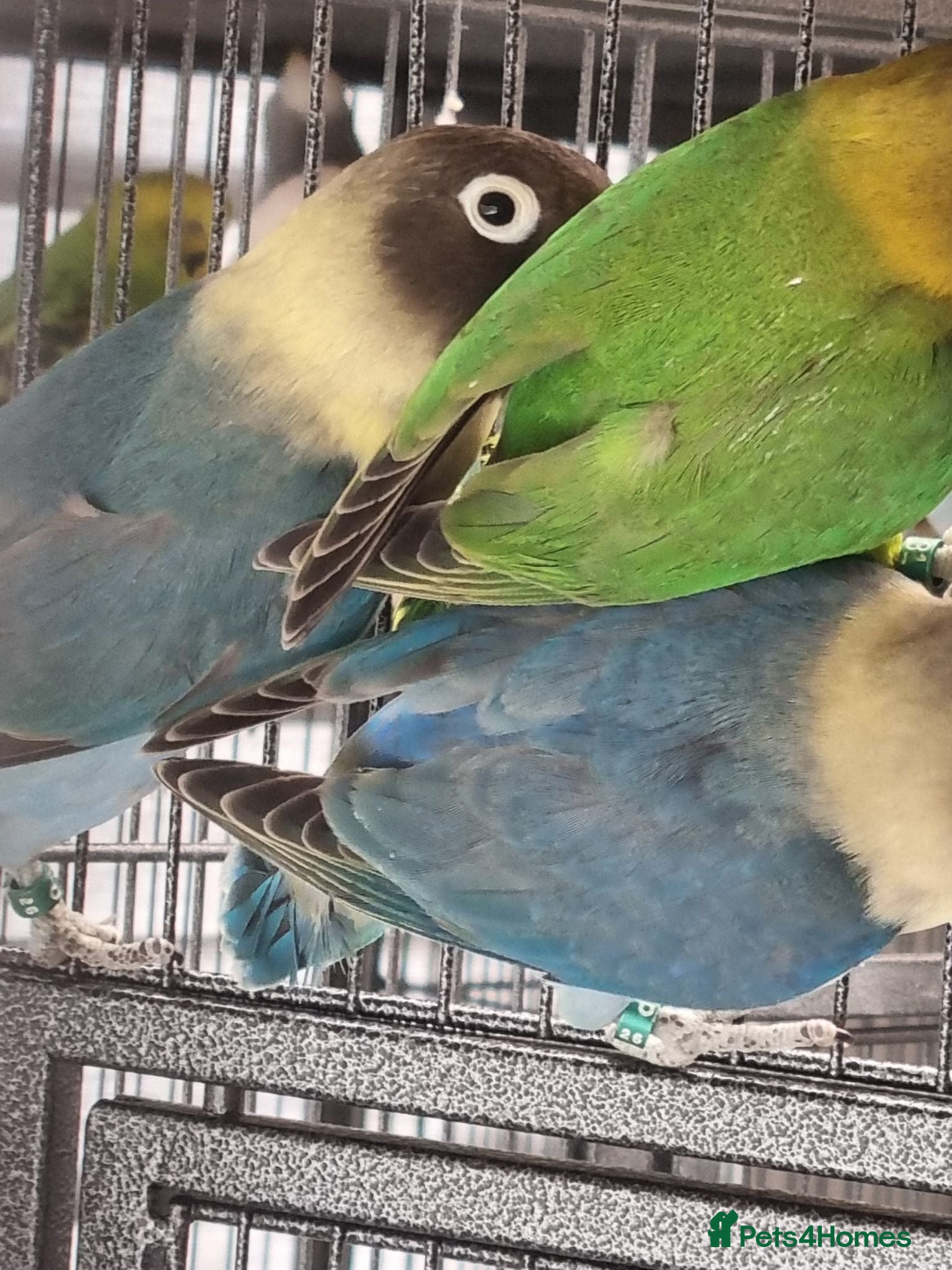 Lovebirds birds Lovebirds for sale. - Advert 2