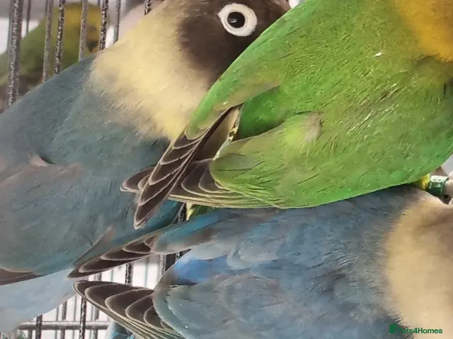 Lovebirds birds for sale: Lovebirds for sale. - Advert 2