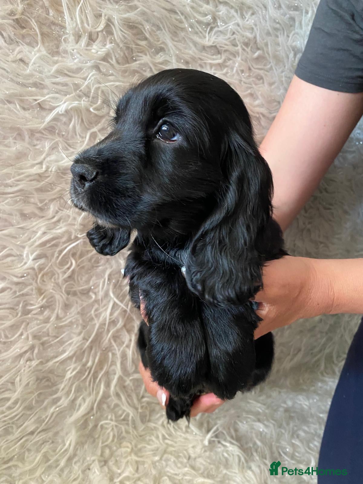 Cocker Spaniel dogs ☀️ DNA tested show type cocker spaniel girl ☀️ - Advert 1