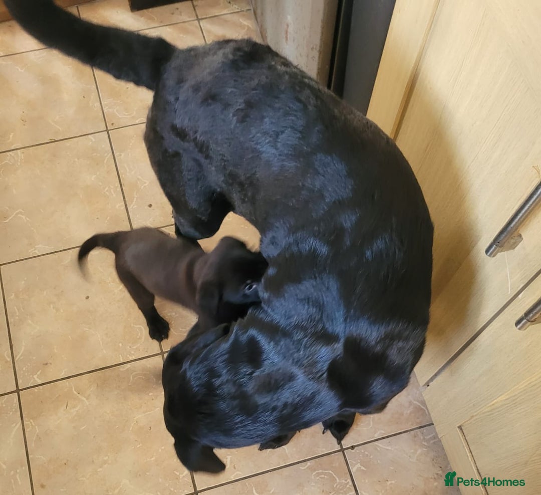 Mixed Breed dogs for sale: Cute little puppy looking for love in Durham - Image 3