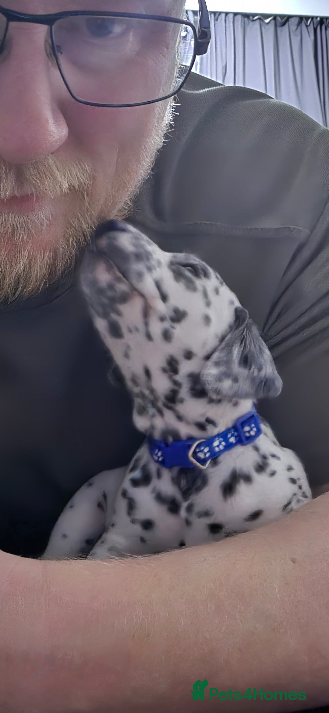 Dalmatian dogs for sale: 100% Dalmatian - Image 4