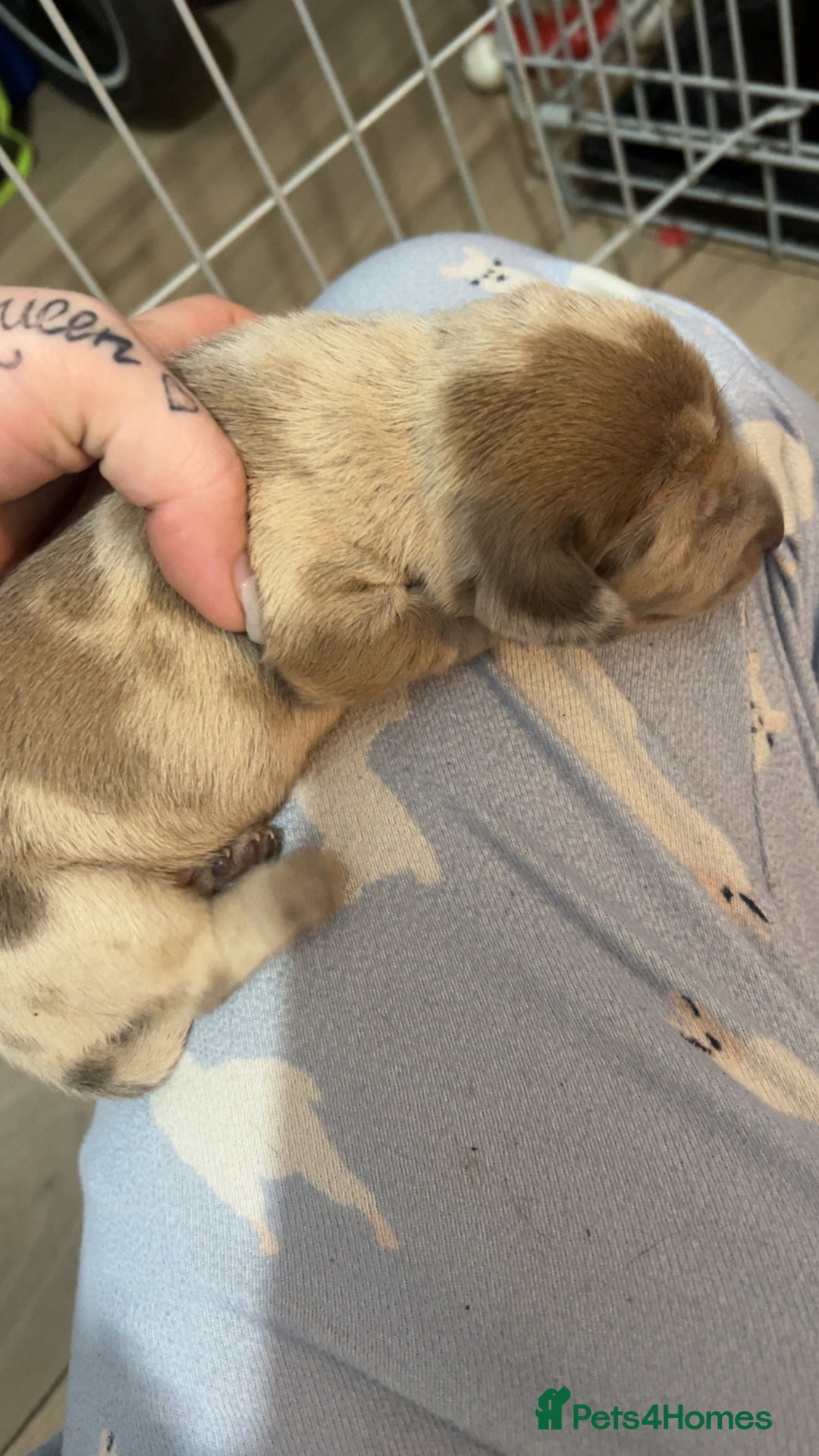 Dachshund dogs for sale: Dachounds - Image 12