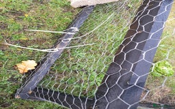 Havana rabbits for sale: Lovely little boy rabbit- hutch & run inc. - Advert 5