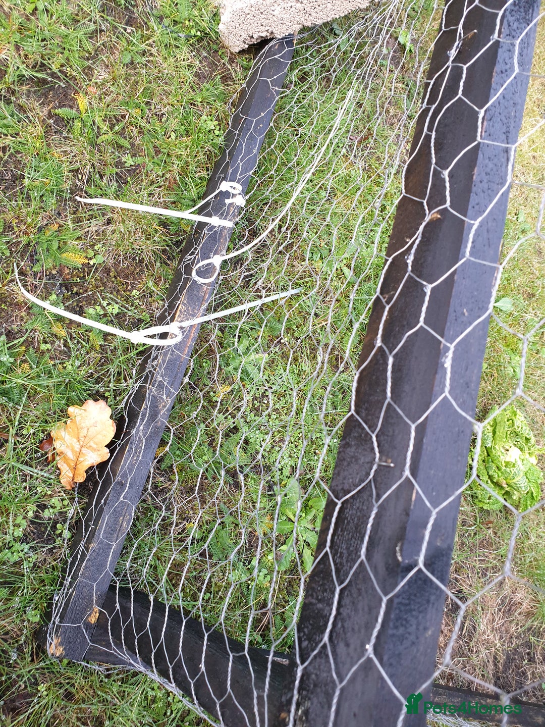 Havana rabbits for sale: Lovely little boy rabbit- hutch & run inc. - Advert 5