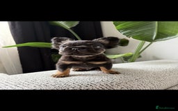 French Bulldog dogs for sale: 🚨 REDUCED to £1000 if taken this weekend🚨 - Image 9