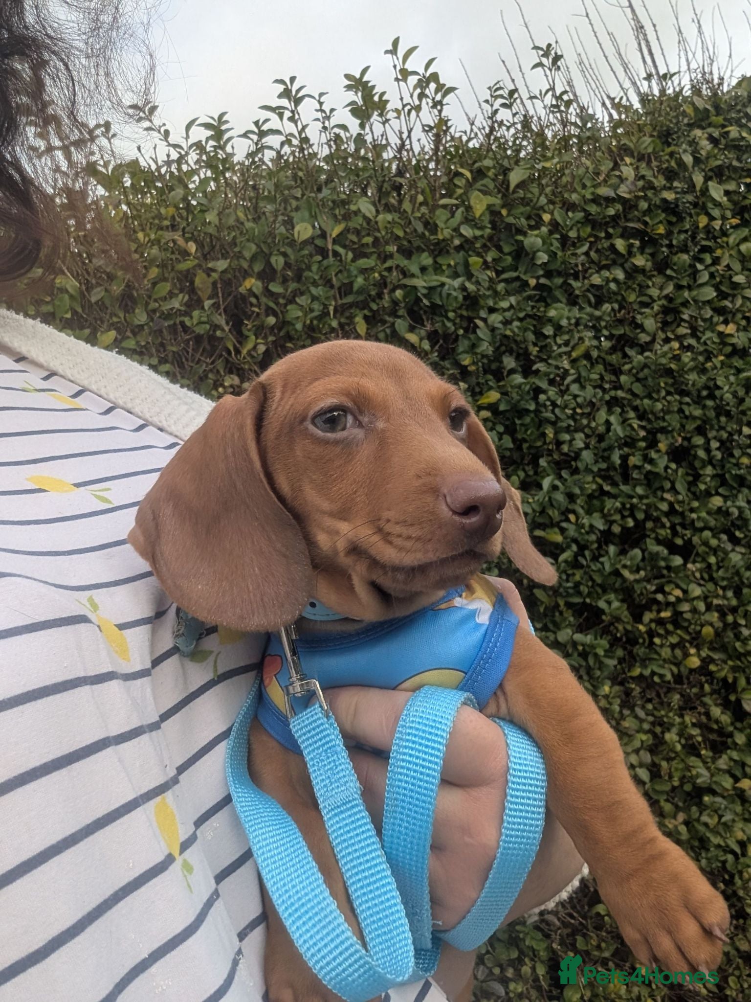 Miniature Dachshund dogs 2x miniature dachshunds - Advert 1
