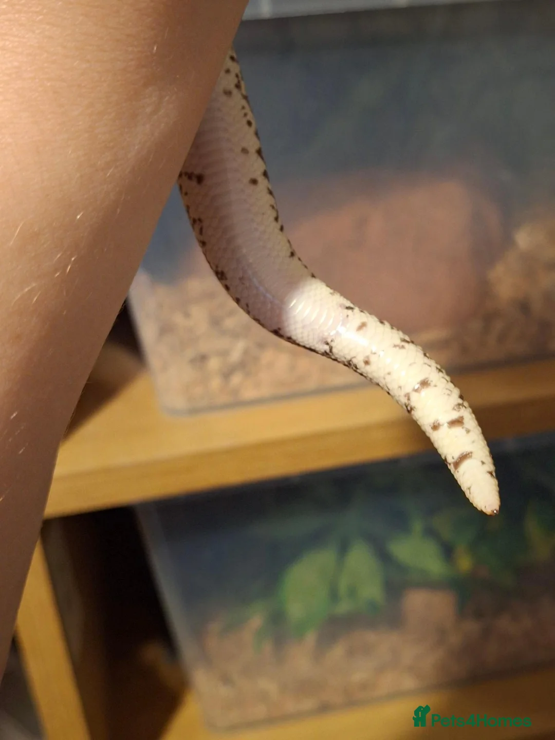 Boa Snake reptiles for sale: Kenyan Sand boa Male - Advert 3