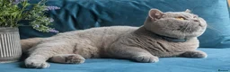 British Shorthair cats for stud: GCCF CHAMPION,TICA registered  in Barnsley - Advert 10